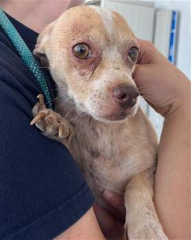 Willy - URGENT -  Chihuahua Dog for Adoption in Thousand Oaks, California - Willy - URGENT | PetCurious
