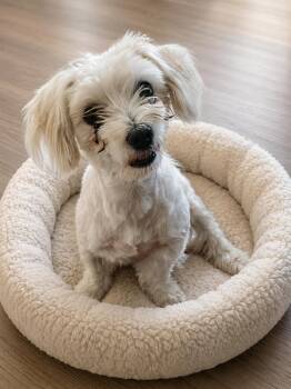 Amber -  Maltese Dog for Adoption in Union Grove, Wisconsin - Amber | PetCurious