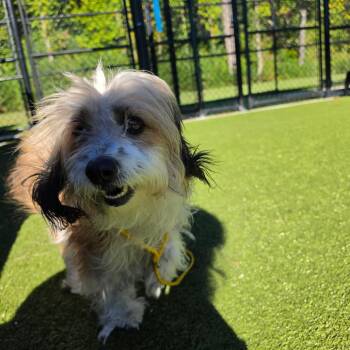 Noodle (Onion) -  Mixed Breed Dog for Adoption in Greensboro, North Carolina - Noodle (Onion) | PetCurious