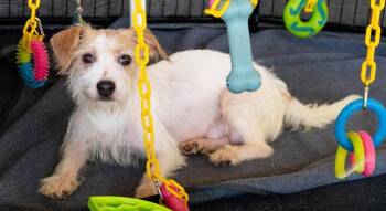 Jane Jetson -  Terrier Dog for Adoption in Milton, Georgia - Jane Jetson | PetCurious