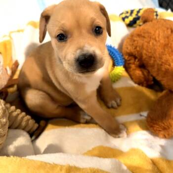 Labrador Retriever and Mixed Breed Dogs Available for Adoption in San Antonio, Texas - Darcie | PetCurious