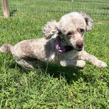 Poodle Dogs Available for Adoption in Houston, Texas - Swiss Bling | PetCurious