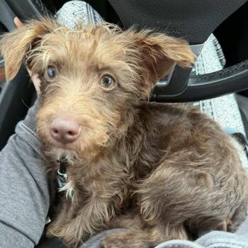 Rescue Poodle Dogs for Adoption in Wadena, Minnesota - Haku | PetCurious