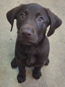 Labrador Retriever Dogs Available for Adoption in Grand Forks, North Dakota - Buddy | PetCurious