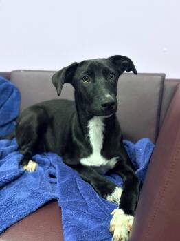 Trixie in NH. Come Meet our Adoptable Dogs Wednesday-Saturday. M -  Labrador Retriever Dog for Adoption in Manchester, New Hampshire - Trixie In NH. Come Meet Our Adoptable Dogs Wednesday-Saturday. M | PetCurious