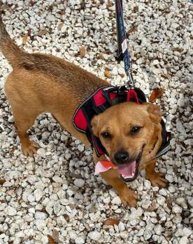 Chihuahua Dogs Available for Adoption in Largo, Florida - HENRY | PetCurious