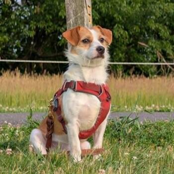Oso -  Chihuahua Dog Available for Adoption - Oso | PetCurious