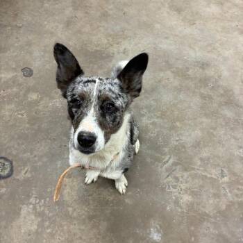 Guppi -  Cattle Dog Dog for Adoption in Corbin, Kentucky - Guppi | PetCurious