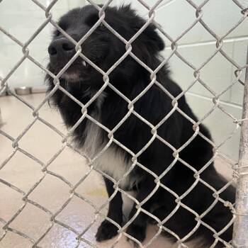 Winston -  Collie and Mixed Breed Dog for Adoption in Philadelphia, Pennsylvania - Winston | PetCurious