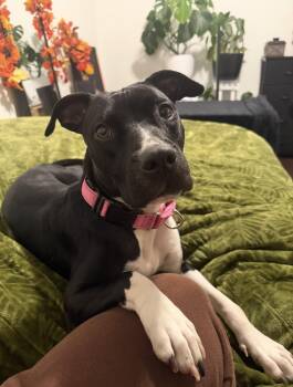 Rescue Staffordshire Bull Terrier Dogs for Adoption in Sadler, Texas - Bella | PetCurious