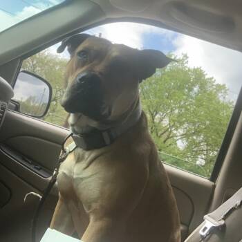 Labrador Retriever and Pit Bull Terrier Dogs Available for Adoption - Choppo | PetCurious