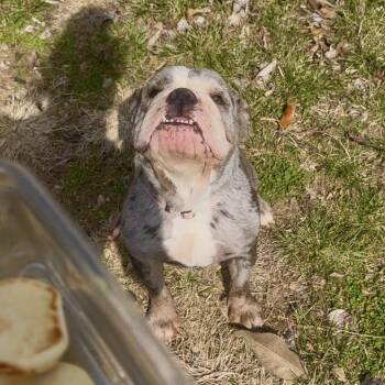 English Bulldog Dogs Available for Adoption - Mercedes | PetCurious