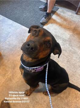 Tang -  Rottweiler Dog for Adoption in Pottsville, Pennsylvania - Tang | PetCurious