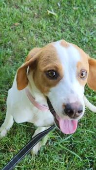 Lovely -  Foxhound and Mixed Breed Dog for Adoption in Cortland, New York - Lovely | PetCurious