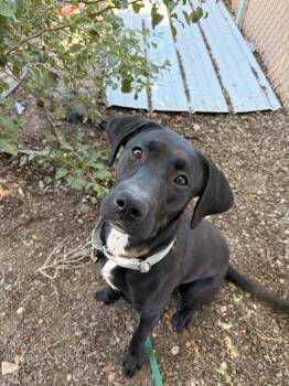 Sedona -  Black Labrador Retriever Dog for Adoption in Redmond, Oregon - Sedona | PetCurious