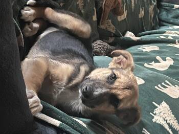 Rescue Shepherd Dogs for Adoption in ROUGH READY, California - Levi | PetCurious