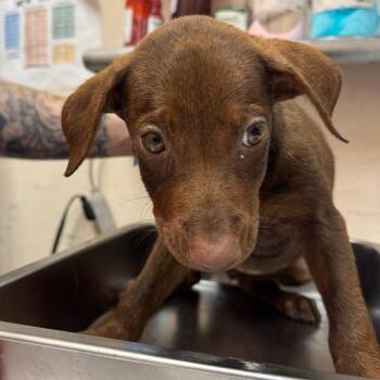 Gina -  Labrador Retriever Dog for Adoption in Birmingham, Alabama - Gina | PetCurious