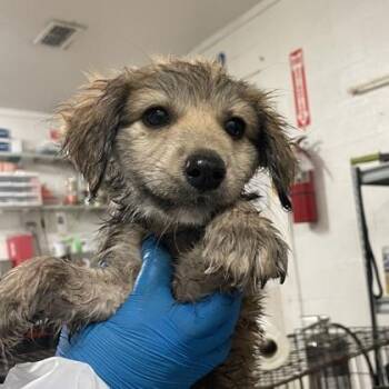 Jelly Belly -  Golden Retriever and Mixed Breed Dog for Adoption in Morton Grove, Illinois - Jelly Belly | PetCurious