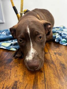 Retriever Dogs Available for Adoption in Cambridge, Maryland - Toffee | PetCurious