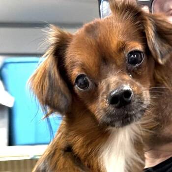 Munchie -  Papillon Dog for Adoption in Larkfield-wikiup, California - Munchie | PetCurious