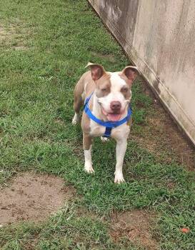 Olive -  Terrier Dog for Adoption in Middle Township, New Jersey - Olive | PetCurious