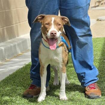 Pit Bull Terrier Dogs Available for Adoption in Las Vegas, Nevada - MINDY | PetCurious