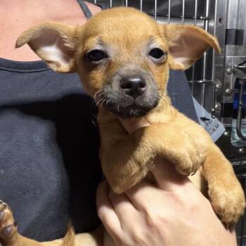 Kale -  Terrier and Mixed Breed Dog for Adoption in Venice, Florida - Kale | PetCurious