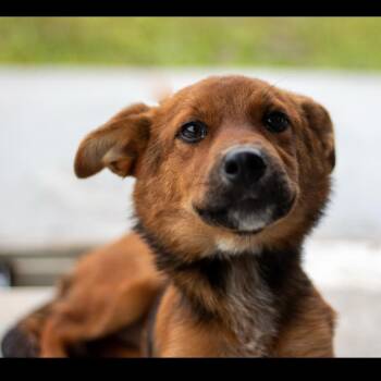 Cinnamon -  Mixed Breed Dog for Adoption in Springboro, Ohio - Cinnamon | PetCurious