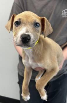 Shepherd and Mixed Breed Dogs Available for Adoption in West Chester, Pennsylvania - Mitski | PetCurious