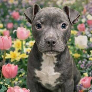 Pit Bull Terrier Dogs Available for Adoption - Ian | PetCurious