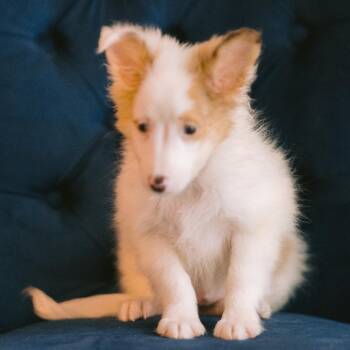 Ray -  Shetland Sheepdog Sheltie Dog for Adoption in Zionsville, Indiana - Ray | PetCurious