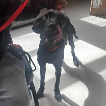 Mixed Breed Dogs Available for Adoption - Zeus | PetCurious