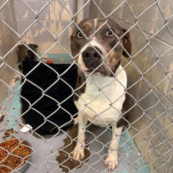 Amillion -  Mixed Breed Dog for Adoption in Charleston, West Virginia - Amillion | PetCurious