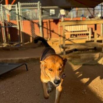 Lenny -  German Shepherd Dog Dog for Adoption in Austin, Texas - Lenny | PetCurious