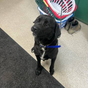 Dixie -  Newfoundland Dog and Black Labrador Retriever Dog for Adoption in Lewisburg, West Virginia - Dixie | PetCurious