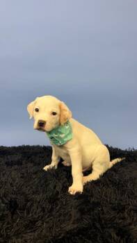 Gally -  Terrier and Labrador Retriever Dog for Adoption in Phoenix, Arizona - Gally | PetCurious