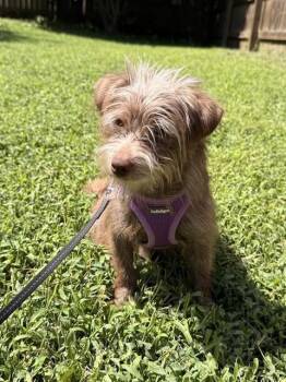 ENZO -  Dachshund and Mixed Breed Dog for Adoption in Omaha, Nebraska - ENZO | PetCurious