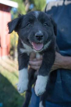 Daphne -  Border Collie and Cattle Dog Dog for Adoption in Bend, Oregon - Daphne | PetCurious