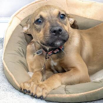 Pit Bull Terrier and Mixed Breed Dogs Available for Adoption in St. Louis, Missouri - RUBYDO | PetCurious