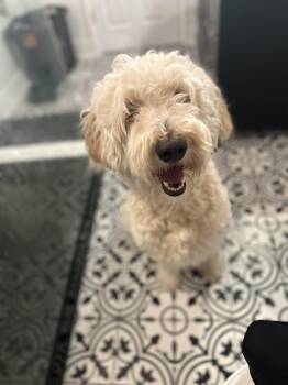 Remi -  Goldendoodle Dog for Adoption - Remi | PetCurious