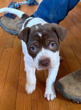 Coco -  American Staffordshire Terrier and Mountain Dog Dog for Adoption in Newnan, Georgia - Coco | PetCurious