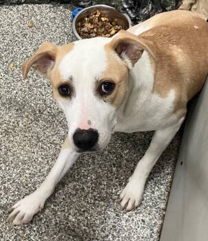 Floppy/Daisy -  Hound Dog for Adoption in Parma, Ohio - Floppy/Daisy | PetCurious