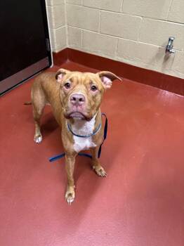 Taz Hodges -  Pit Bull Terrier Dog for Adoption in Douglasville, Georgia - Taz Hodges | PetCurious