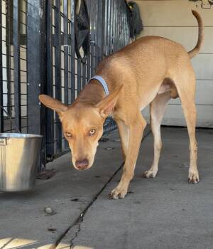 Kerrick -  Cirneco Delletna Dog for Adoption in Plano, Texas - Kerrick | PetCurious