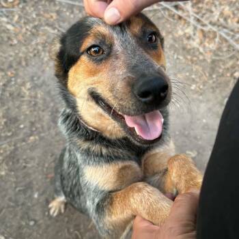 Indy -  Australian Cattle Dog Blue Heeler Dog for Adoption in Harlingen, Texas - Indy | PetCurious