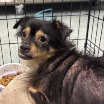 Yorkshire Terrier Dogs Available for Adoption - Nala | PetCurious