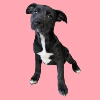 Terrier and Mixed Breed Dogs Available for Adoption - TUSC-Stray-83276_2 | PetCurious