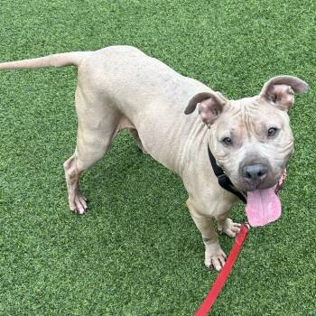 Denise Denephews -  Mixed Breed Dog for Adoption in Pittsburgh, Pennsylvania - Denise Denephews | PetCurious
