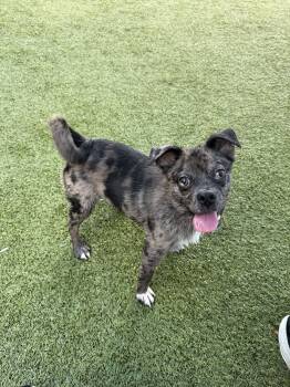 RIZZO -  Mixed Breed Dog for Adoption in Holbrook, New York - RIZZO | PetCurious