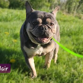 French Bulldog Dogs Available for Adoption in Ashland, Ohio - ECLAIR | PetCurious